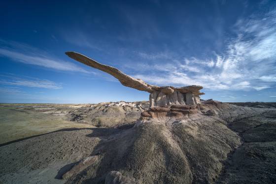 Ultrawide image of The King of Wings The King of Wings in Ah-Shi-Sle-Pah Wash, New Mexico