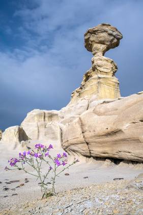 The Flower and The Hoodoo Flower sprouting from the sandstone and hoodoo near The Alien Throne in Ah-Shi-Sle-Pah Wash, New Hexico
