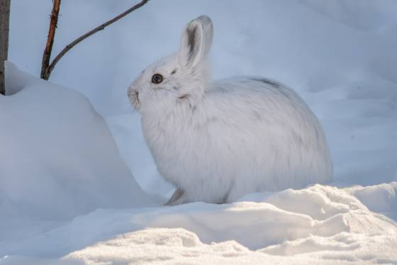 Snowshoe Hare Showshoe hare in snow.Showshoe hares are white in winter, brown in summer.