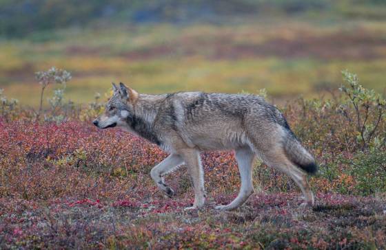 Wolf Wolf in Denali National Park