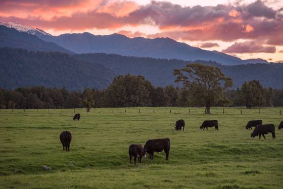Cattle at Sunset