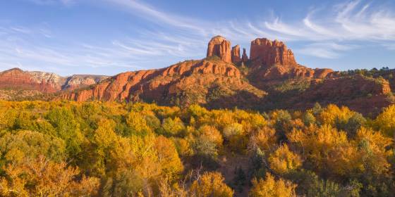Autumn Falls on Sedona Cottonwoods in full Fall color with Cathedral Rock, Sedona in the background