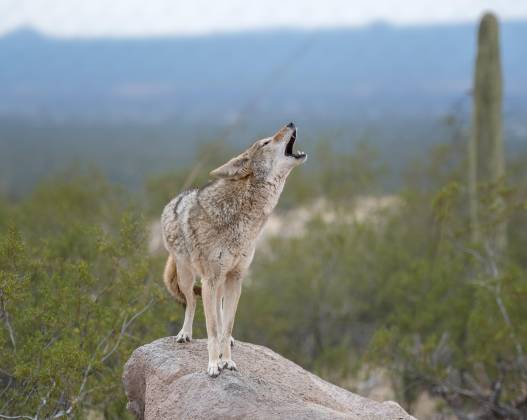Coyote Howling Coyote howling at the Arizona Senora Desert Museum in Tucson