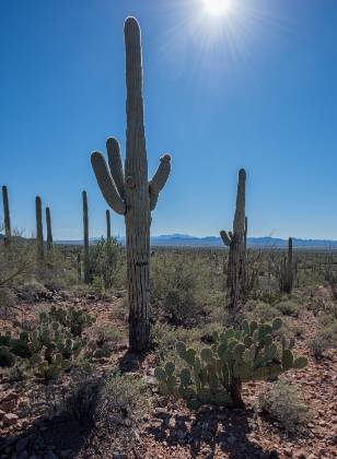 Cactus Garden 2 Saguaro on the Cactus Wren Trail in the Tucson Mountain District of Saguaro National Park