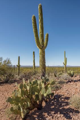 Cactus Garden 3 Saguaro on the Cactus Wren Trail in the Tucson Mountain District of Saguaro National Park