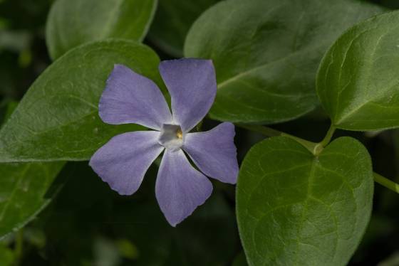 Periwinkle 1 Periwinkle at the Tucson Botanical Garden