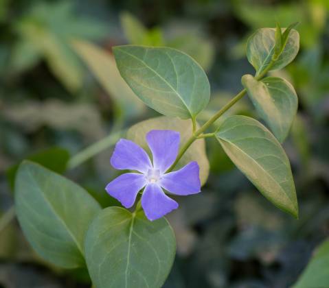 Periwinkle 2 Periwinkle at the Tucson Botanical Garden