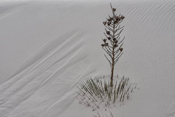 Buried Yucca Yucca on Dune at White Sands National Park