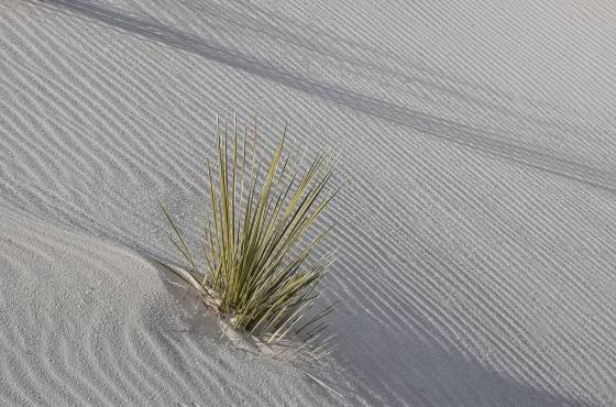 Grass 1 Grass on Dune at White Sands National Park