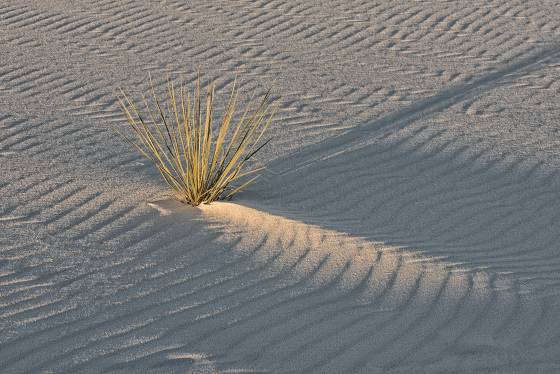 Grass 2 Grass on Dune at White Sands National Park