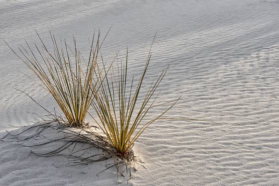Grass 3 Grass on Dune at White Sands National Park