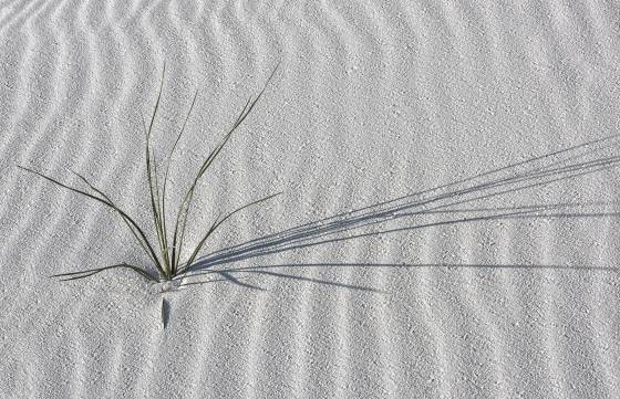 Grass 5 Grass on Dune at White Sands National Park