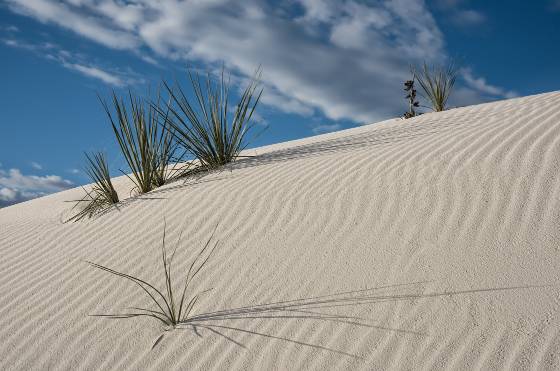 Grass 6 Grass on Dune at White Sands National Park