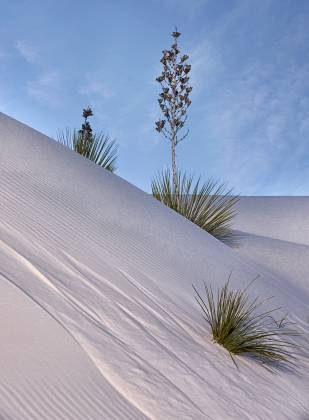 Sand slide Yucca on Dune at White Sands National Park