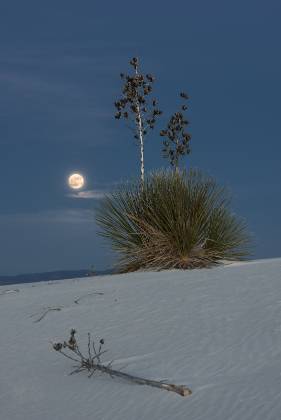 Yucca and Full Moon Yucca on Dune at White Sands National Park