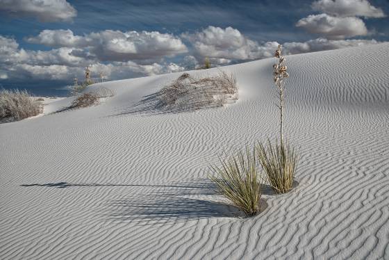 Yucca 2 Yucca on Dune at White Sands National Park
