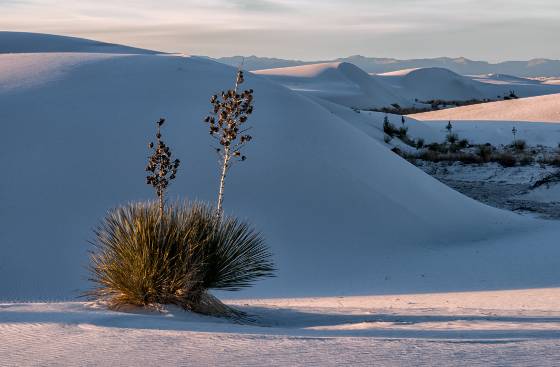 Yucca 6 Yucca on Dune at White Sands National Park