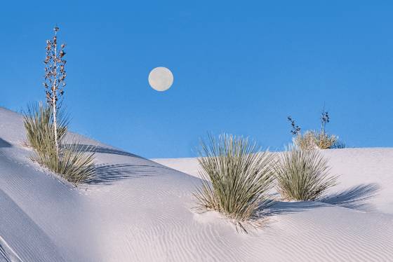 Yucca Panorama Full Moon Setting over Dune at White Sands National Park