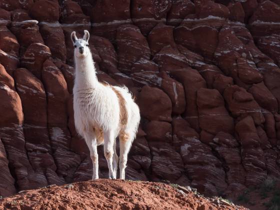 Llama Llama near Tohachi Wash in the Navajo Nation, Arizona