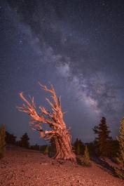 Milky Way oerv Bristlecone Pine 2 The Milky Way rising over the Ancient Bristlecone Pine Forest