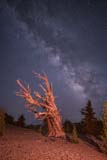 The Milky Way seen over a Bristlecone Pine in the Patriarch Grove