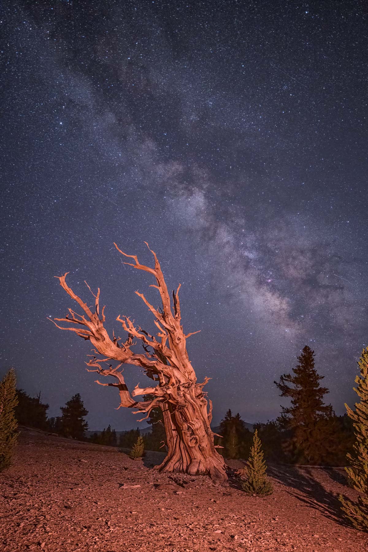 The Milky Way over a Patriarch Grove Bristlecone Pine