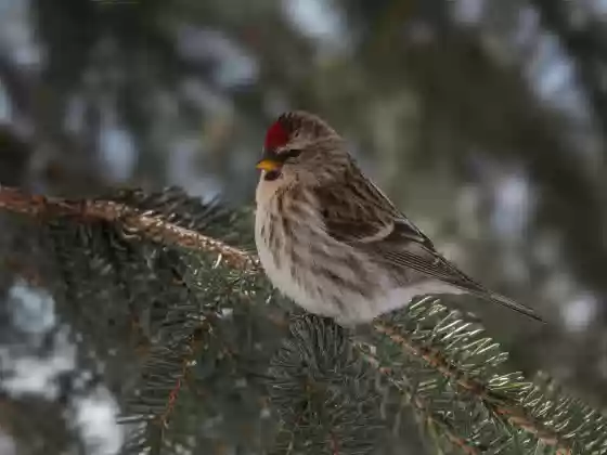 Common Redpoll Common Redpoll seen in Wiseman, Alaska.