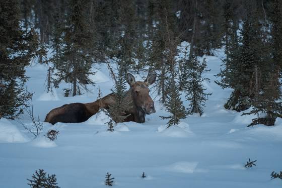 Bull Moose in snow Bulls have no antlers in winter
