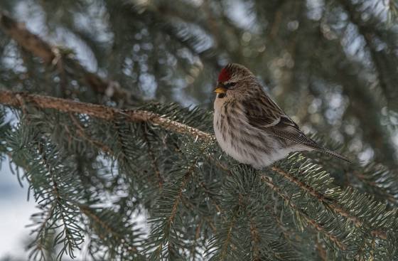 Common Redpoll
