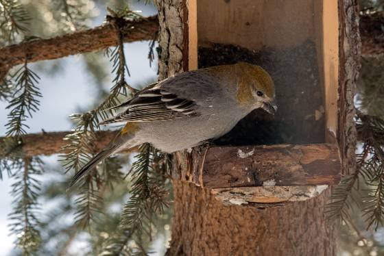 Female Pine Grosbeak