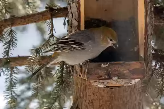 Female Pine Grosbeak