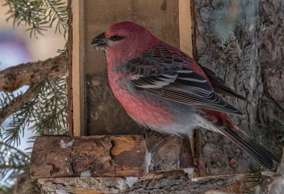 Male Pine Grosbeak