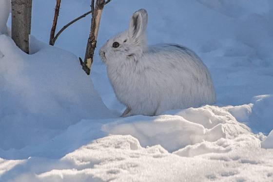 Snowshoe Hare