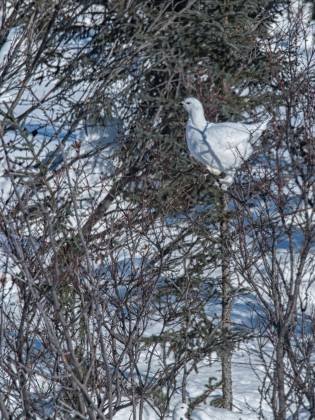 Willow Ptarmigan