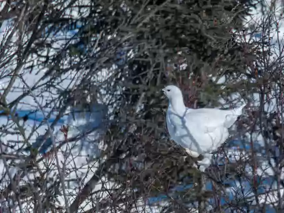 Willow Ptarmigan Willow Ptarmigan seen near the Dalton Highway, Alaska.