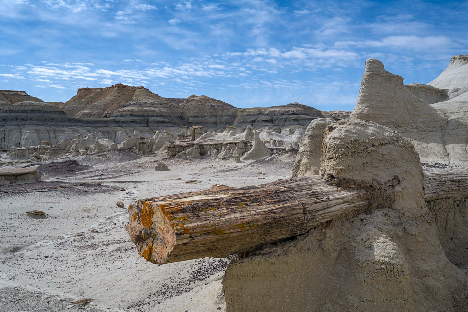 Petrified Cove, an area of long petrified logs in the Bisti Badlands
