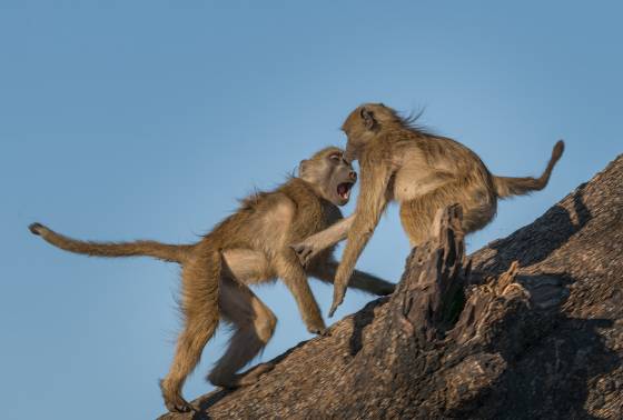 Chacma Baboons Fighting Chacma Baboons fighting. Seen in Botswana.