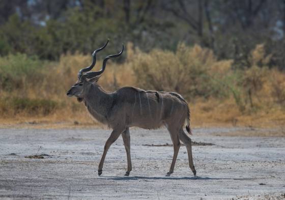 Kudu walking Kudu pointing his toes seen in Botswana
