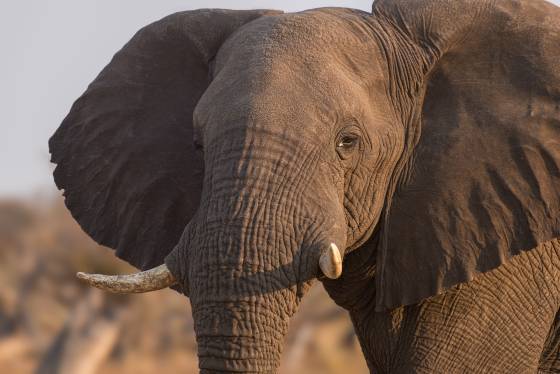 Elephant Head Shot Elephant close-up seen in Botswana..