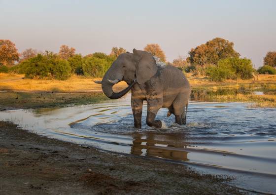 Elephant Ripples Elephant leaing stream, seen in Botswana.