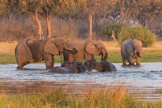 Elephants cooling off Elephant cooling off at sundown. Seen in Botswana.