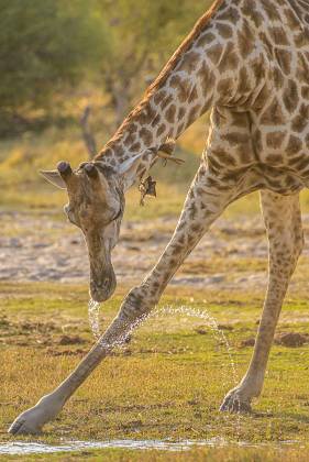 Giraffe Drinking 1 Giraffe drinking water in Botswana