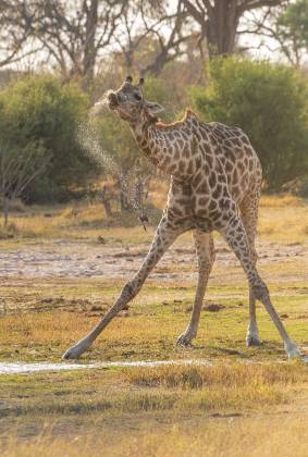 Giraffe Drinking 2 Giraffe drinking water in Botswana