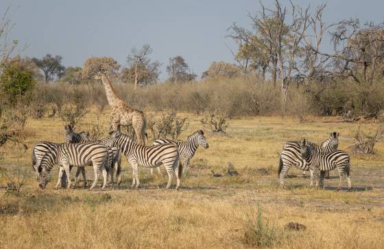 Giraffe and Zebra Giraffe and Zebra seen in Botswana