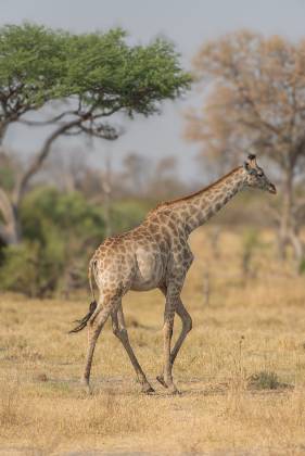 Regal Giraffe Walking Giraffe seen walking in Botswana