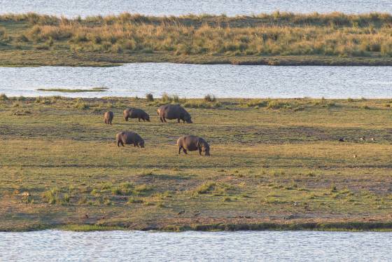 Hippos near the Chobe River Hippos near the Chobe River in Botswana