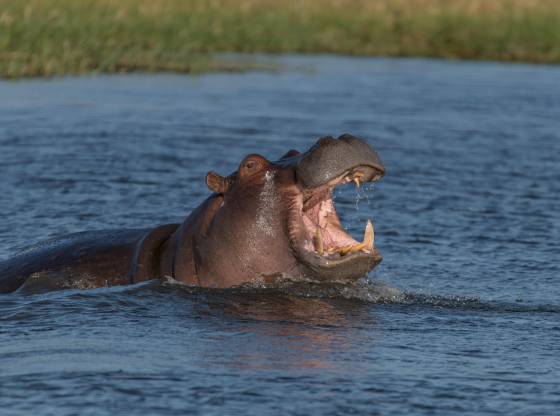 Open Wide Hippo with its mouth open seen in Botswana