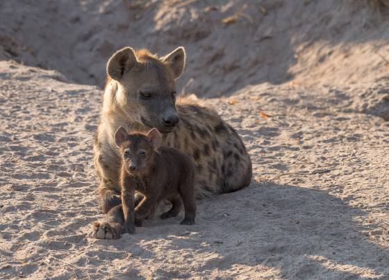 Hyena and Cub 2 Spotted Hyena and Cub seen in Botswana. Den in Background. Caretaker is porobably Male, females often out hunting.