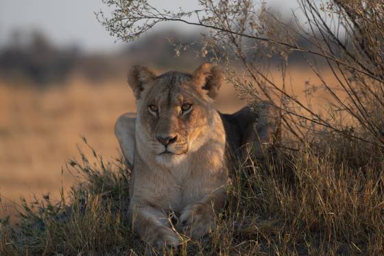 Lion 2 Female Lion seen in Botswana