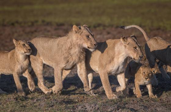 Lion Pride 2 Pride of Lions seen in Botswana.